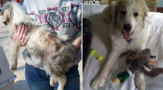 Antes e Depois de Cães Resgatados