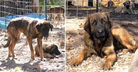 cães resgatados - antes e depois