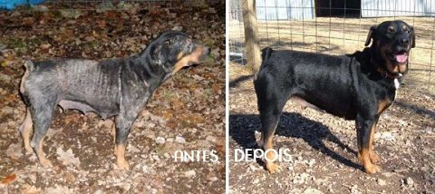 cães resgatados - antes e depois