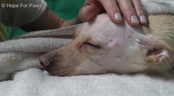 Uma Cachorrinha Resgatada que Voltou a Confiar nas Pessoas