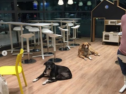 loja abriga cães de rua