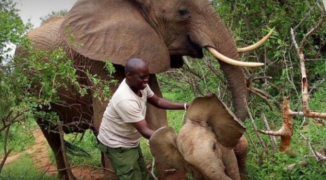 Mamãe Elefante Leva Bebê para Conhecer Pessoas que a Resgataram