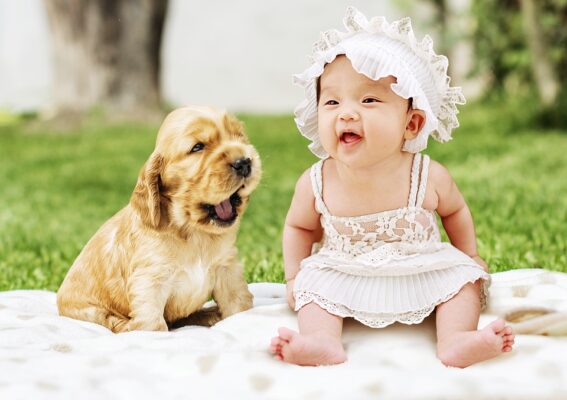 cachorros com bebês