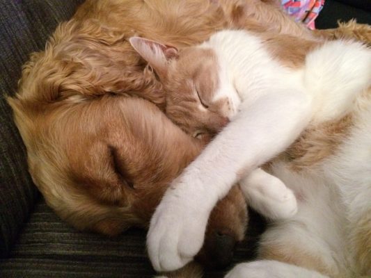 amizade entre cães e gatos