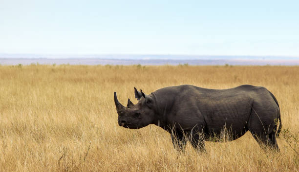 Animais extintos -Rinoceronte negro 