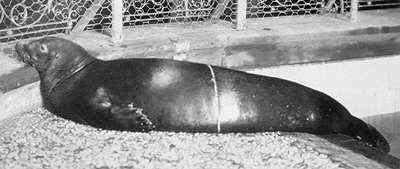animais extintos - foca monge do caribe