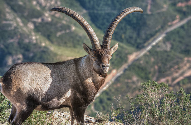 animais extintos - ibex dos pirineus