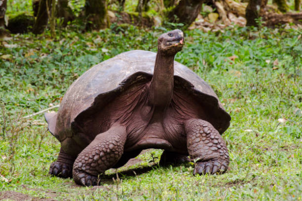 Animais extintos - Tartaruga gigante de Galápagos